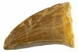 Fossil Mosasaur (Hainosaurus) Tooth - Morocco #332945-1